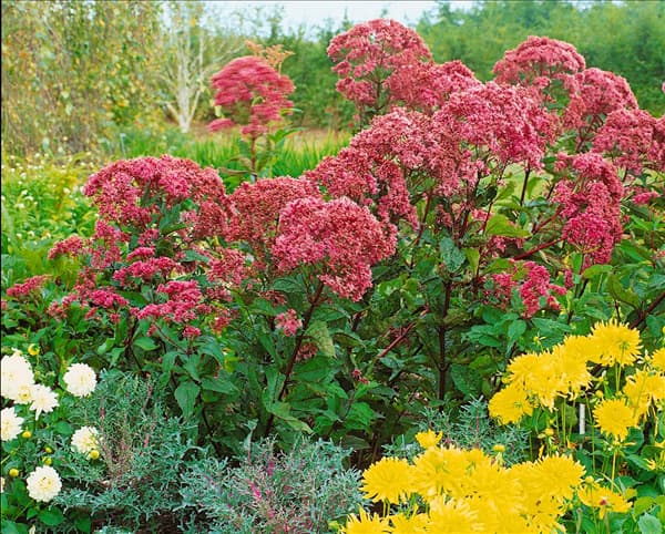 Eupatorium maculatum Atropurpureum