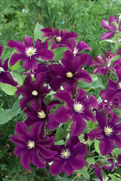 Clematis Warszawska Nike