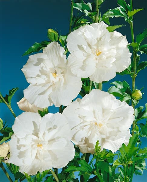 HIBISCUS WHITE CHIFFON (R)