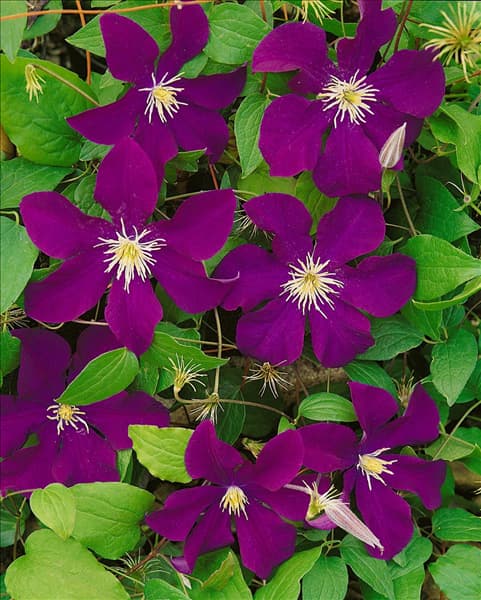 CLEMATIS WARSZAWSKA NIKE