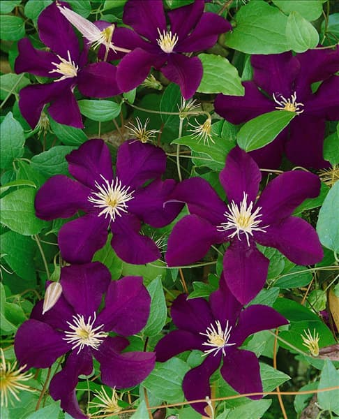 Clematis Warszawska Nike