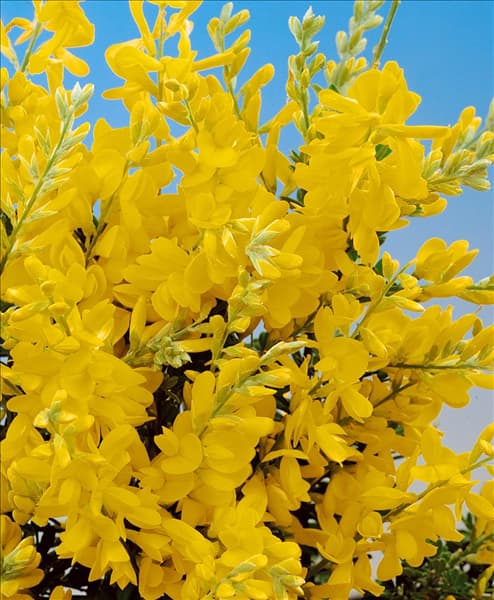 CYTISUS X RACEMOSUS NANA