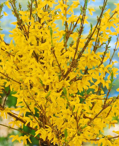Forsythia x intermedia Weekend