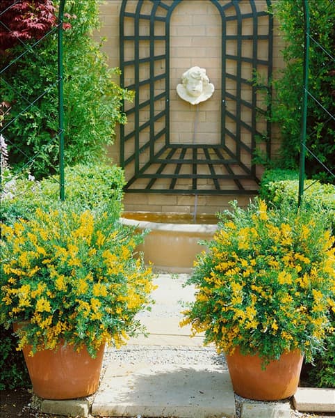 CYTISUS RACEMOSUS NANA BOUVARDIA