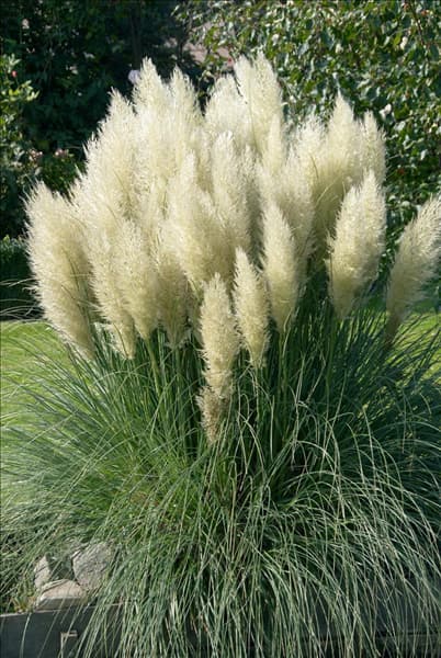 Cortaderia selloana Pumila