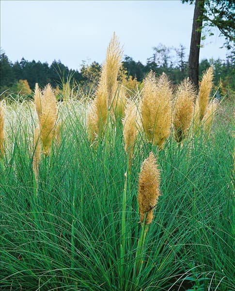 Cortaderia selloana Pumila
