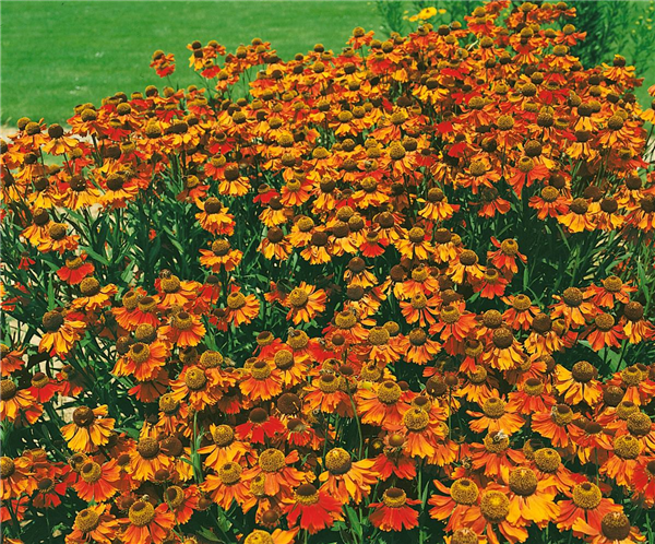 Helenium autumnale Moerheim Beauty