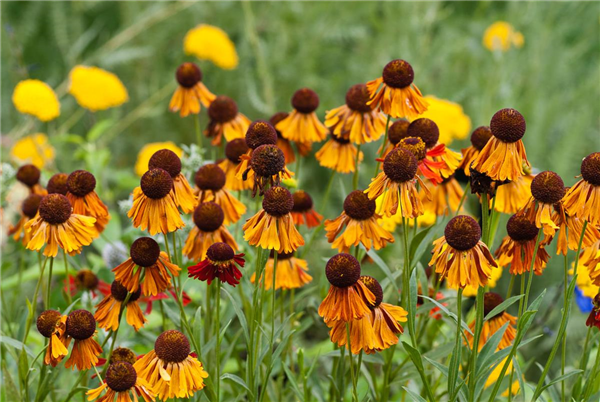 Helenium autumnale Moerheim Beauty