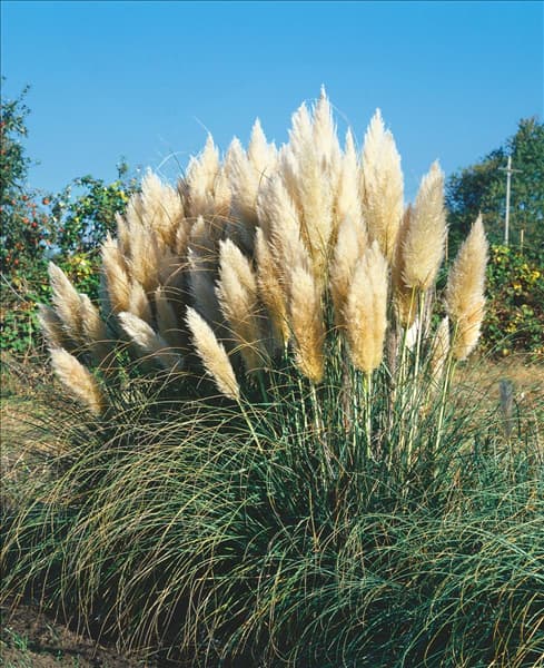 Cortaderia selloana Pumila