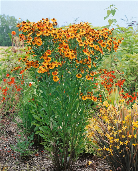 Helenium autumnale Moerheim Beauty