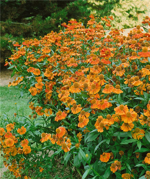 Helenium autumnale Moerheim Beauty