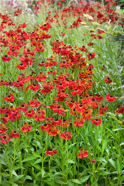 Helenium autumnale Moerheim Beauty