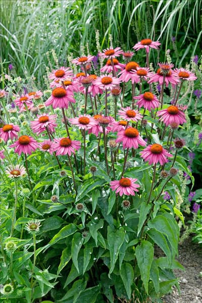 Echinacea purpurea Magnus