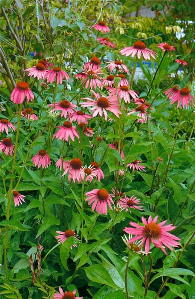 Echinacea purpurea Magnus
