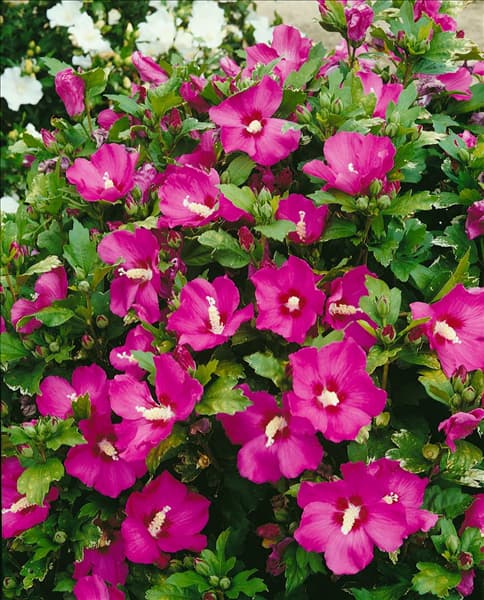 HIBISCUS SYRIACUS WOODBRIDGE
