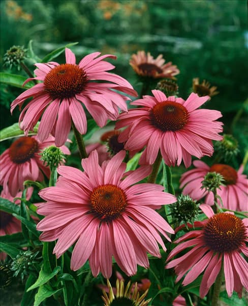 Echinacea purpurea Magnus