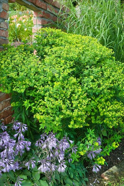 Euphorbia amygdaloides