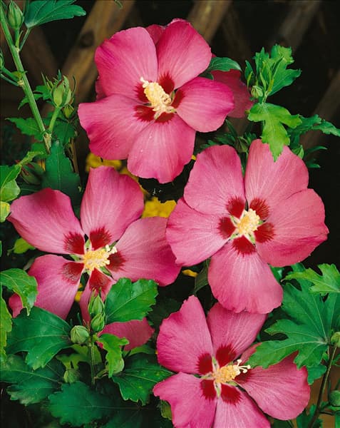 HIBISCUS SYRIACUS WOODBRIDGE