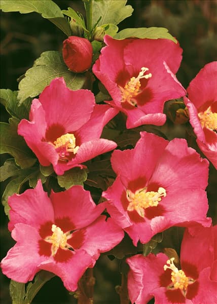 HIBISCUS SYRIACUS WOODBRIDGE
