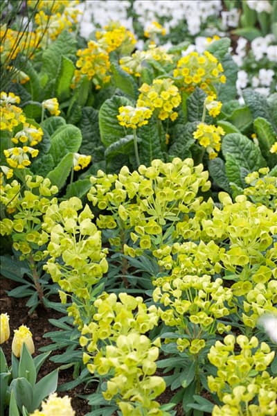 Euphorbia amygdaloides