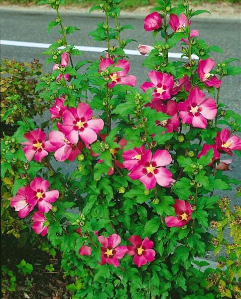 HIBISCUS SYRIACUS WOODBRIDGE