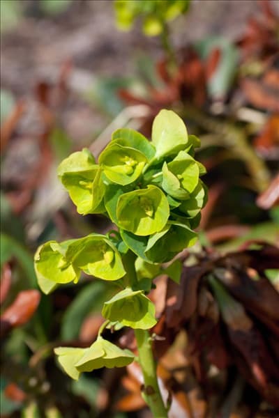 Euphorbia amygdaloides var. robbiae