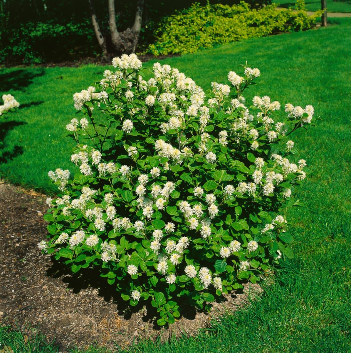 Fothergilla major