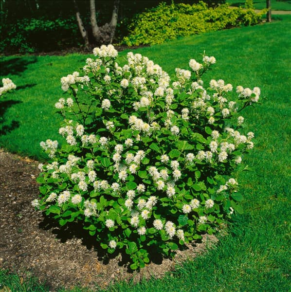 Fothergilla major