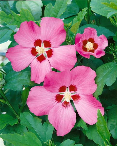 HIBISCUS SYRIACUS WOODBRIDGE