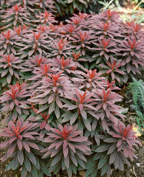 Euphorbia amygdaloides Ruby Glow