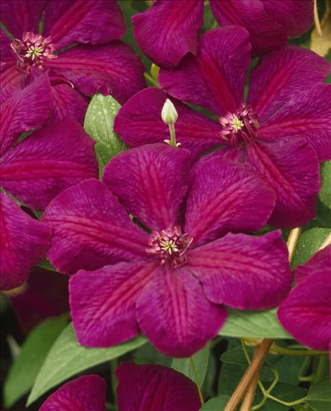 Clematis Westerplatte