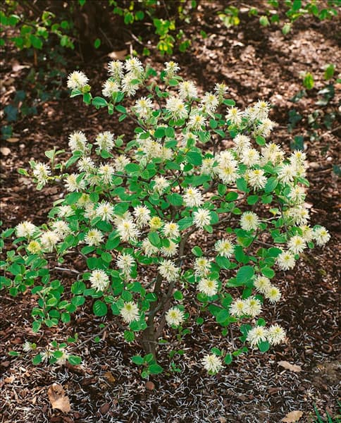 Fothergilla major