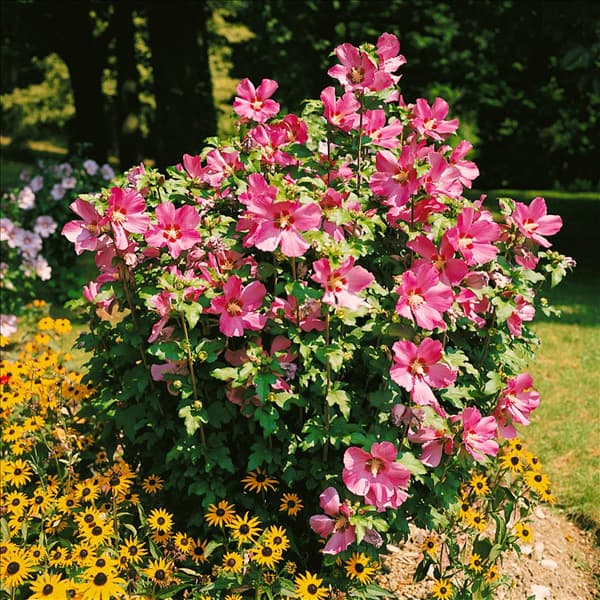 HIBISCUS SYRIACUS WOODBRIDGE