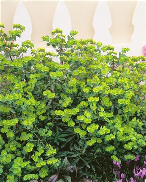 Euphorbia amygdaloides Purpurea