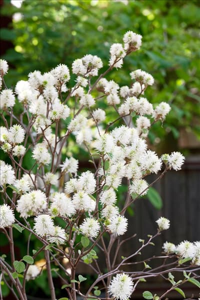 Fothergilla major