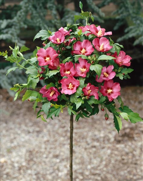 HIBISCUS SYRIACUS WOODBRIDGE/STANDARD