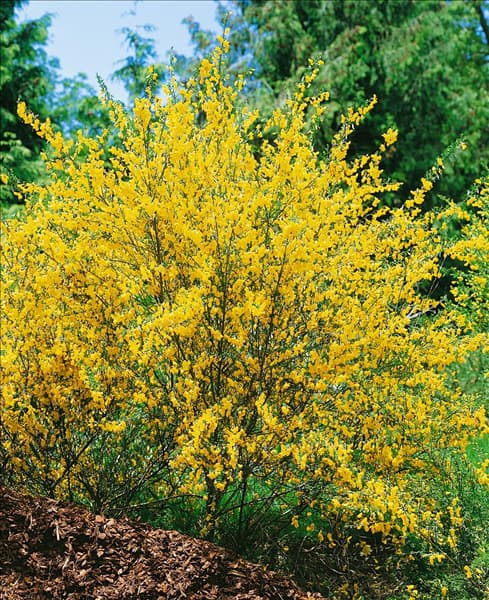 Cytisus scoparius