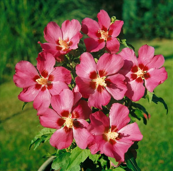 HIBISCUS SYRIACUS WOODBRIDGE
