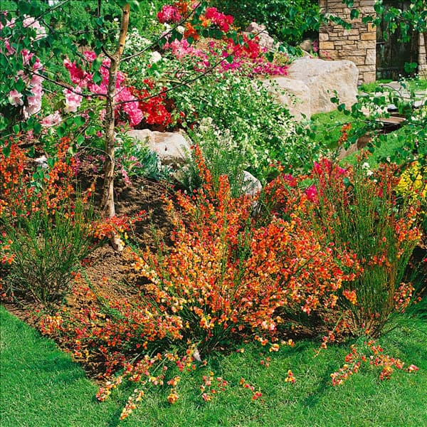 Cytisus scoparius Lena