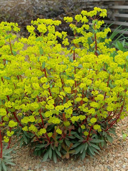 Euphorbia amygdaloides Purpurea