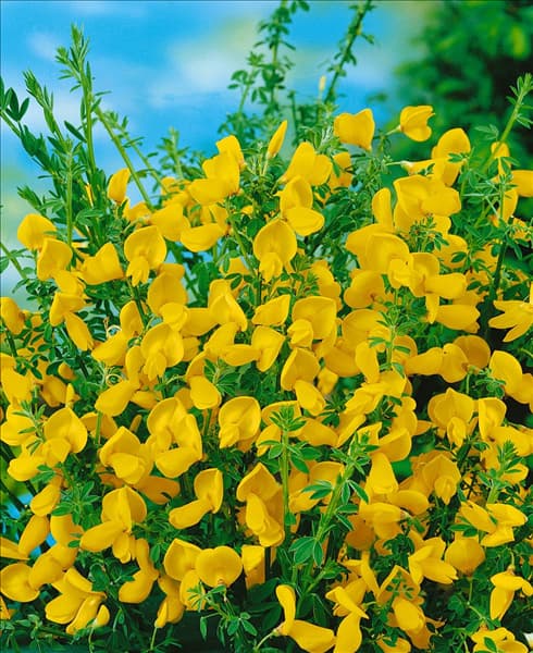 Cytisus scoparius Lunagold