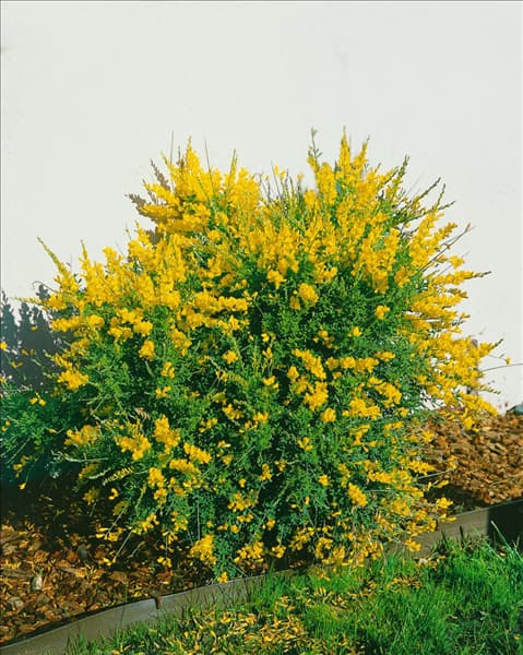 Cytisus scoparius