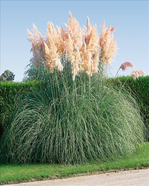 Cortaderia selloana Rosea
