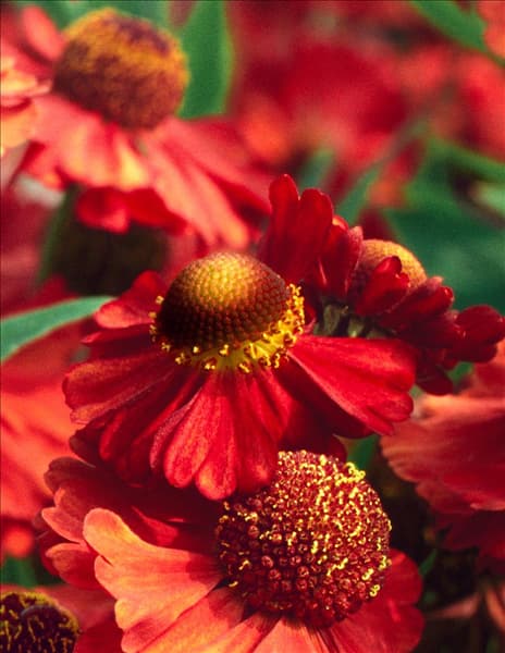 Helenium  Ruby Tuesday