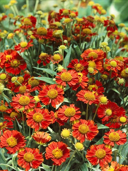 Helenium Ruby Tuesday