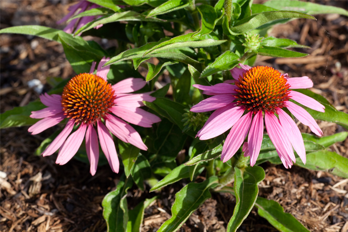 Echinacea purpurea Mistral