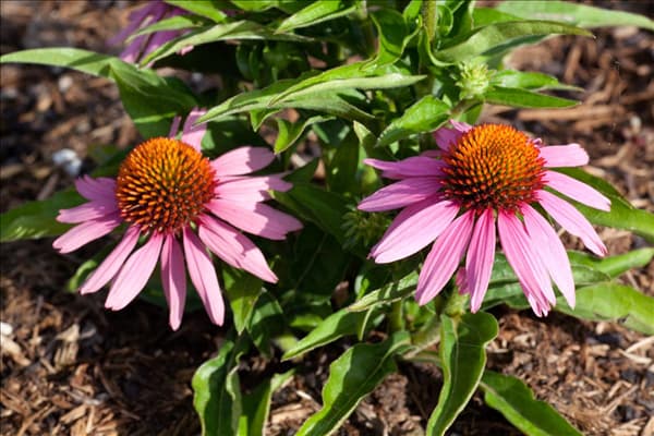Echinacea purpurea Mistral
