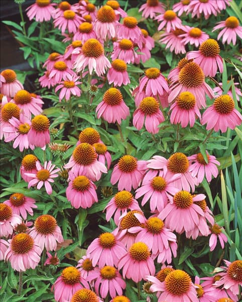 Echinacea purpurea Mistral