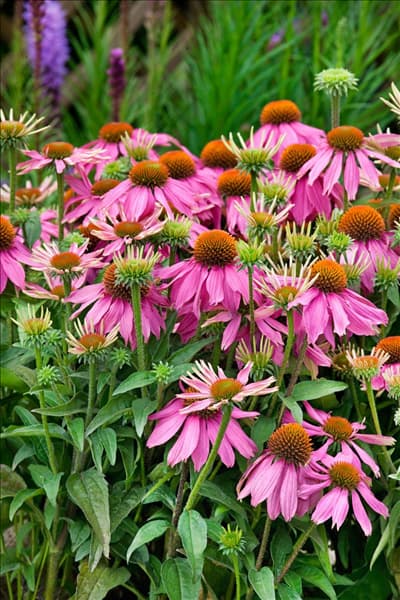 Echinacea purpurea Mistral