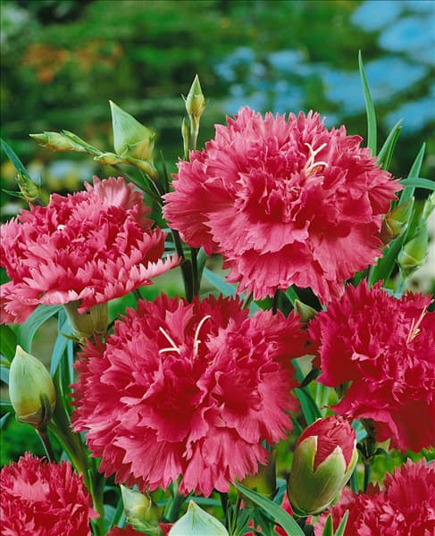 Dianthus caryophyllus / pink